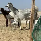 معزا عارضي   مصري  بيشي