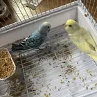 البادجى الأسترالي