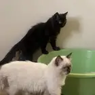 قطط هملايا وشيرازي 3 شهور