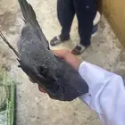 انثئ قلاب