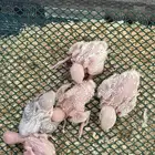 فروخ روز غار