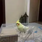 ببغاء زوج كروان كوكتيل