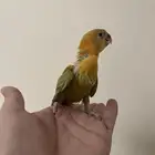 للبيع فرخ روز ( تم البيع )