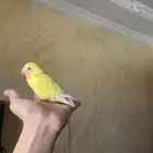 فرخ روز مفطوم العمر شهرين