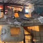 البيع حمام بلجيكي