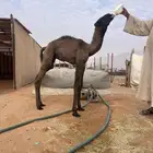 للبيع حوار ضيار