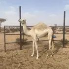 بكره حره للبيع