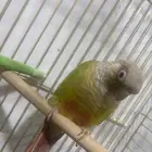 الدمام حي النور