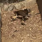 دجاج بلدي حضان