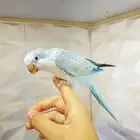 للبيع ببغاء كويكر اليف جداا