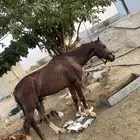 خيل