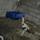 ديك هندي اصلي
