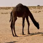 بيع خلفه مجهم