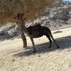 ناقه لقحه ملاقي