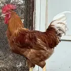 ديكين لوهمان