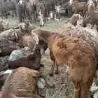طليان سواكن