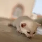 قط صغير للبيع