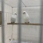 بادجي هولندي ابيض