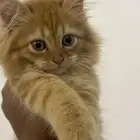 شيرازي ذكر سليم عمر شهرين