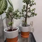 نبته البونساي دمعه الطفل