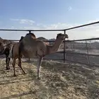فحل حمر مشروط للبيع