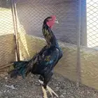 ديك باكستاني للبيع الموقع الشملي