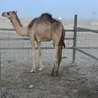 بكره