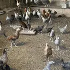 للبيع دجاج بلدي وتركي