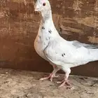 حمام شامي