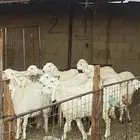 خرفان حري الطايف ( يوجد سلخ وتوصيل)