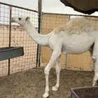 قعود عمره سبع شهور
