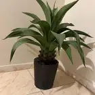 شجرة طبيعية و مكيف صحراوي