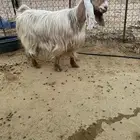 للبيع عنز عارضيه مع بنتها والعنز دافع شرط