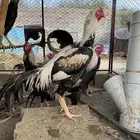 دجاج باكستاني