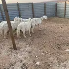 ضأن حرية عددها 5