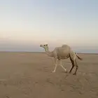 للبيع ناقه ضروبه