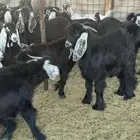 كلش تيس مخاصي