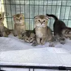 قطط اسكوتش فولد