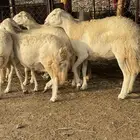 ضان حريات