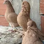 حمام جوزين للبيع