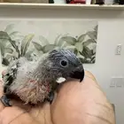 لوري فرخ زيتوني