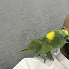 يلوناب فل جرا وهدد