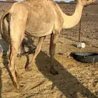 لقحه ملاقي ب 5800يبلاش