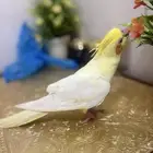 كروان لاتينو اليف