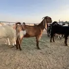 معزا مشاريك