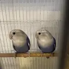 زوج روز للبيع