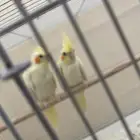 كروان للبيع