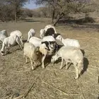 15 من الضان دفع و شرط من كل عذروب