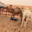 حشو قصب للبيع