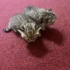 قطه كوش